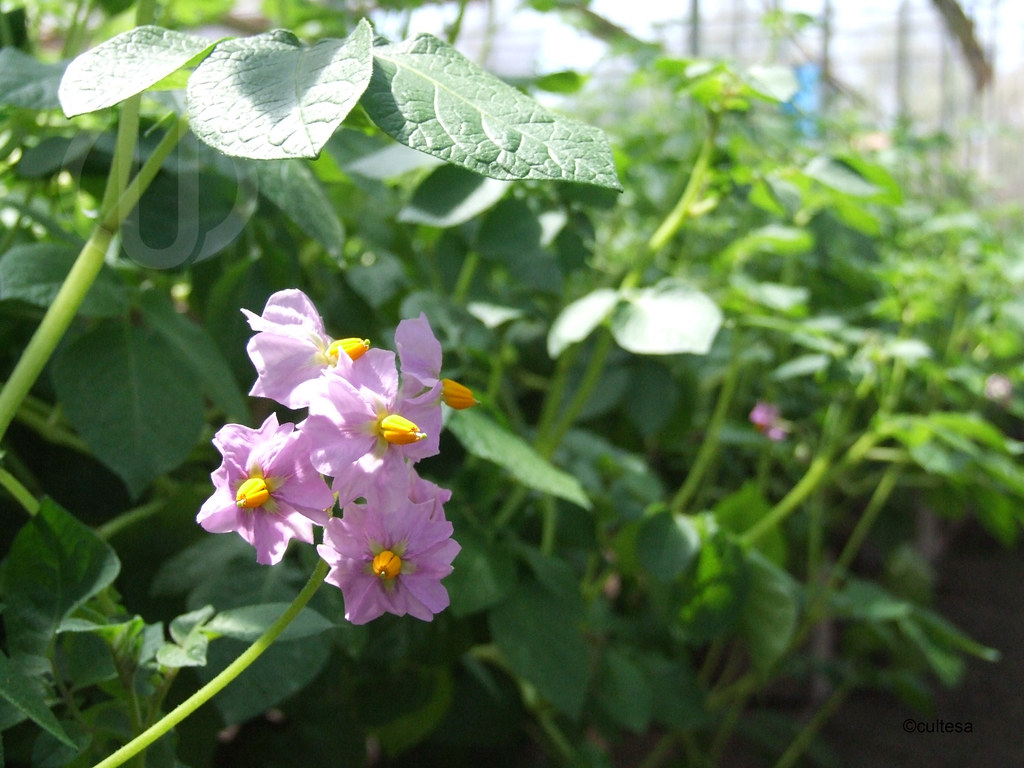 Flor en cultivo de papa