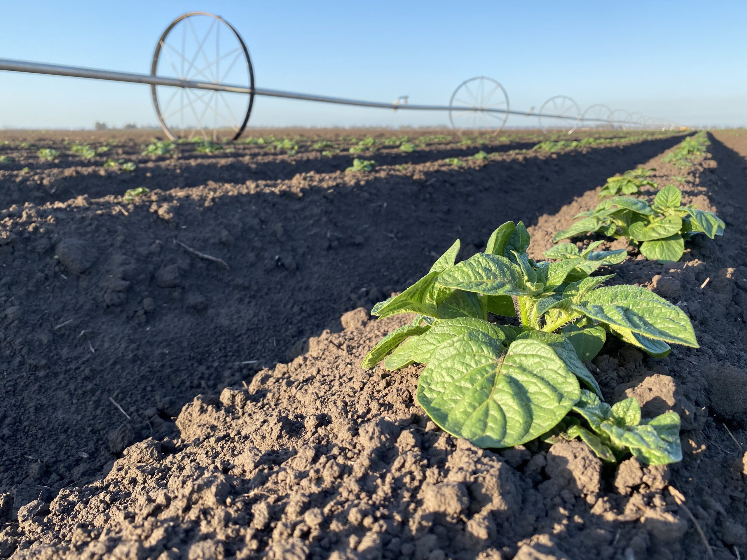 Surcos de cultivo con riego