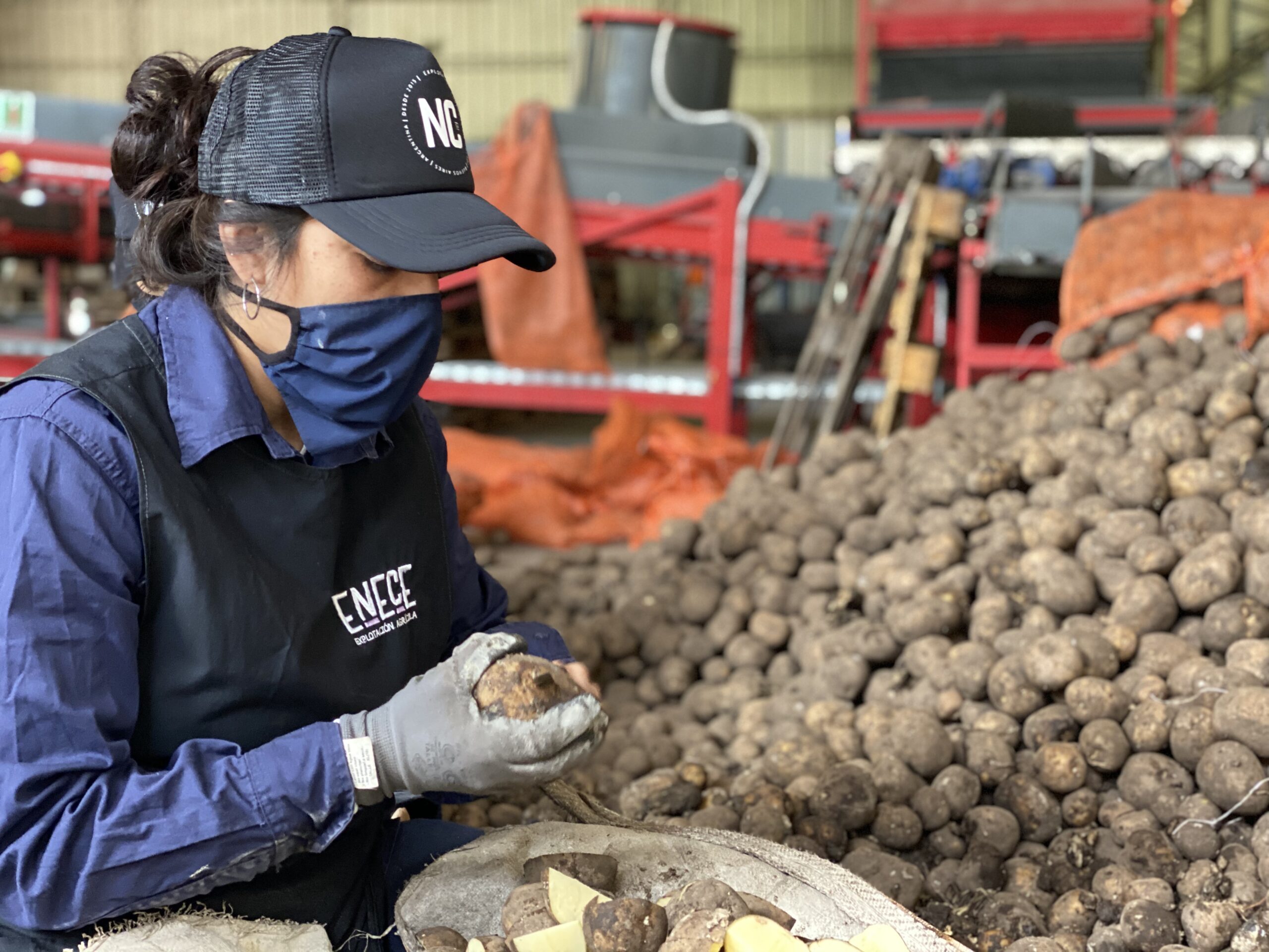 Selección de papas en planta