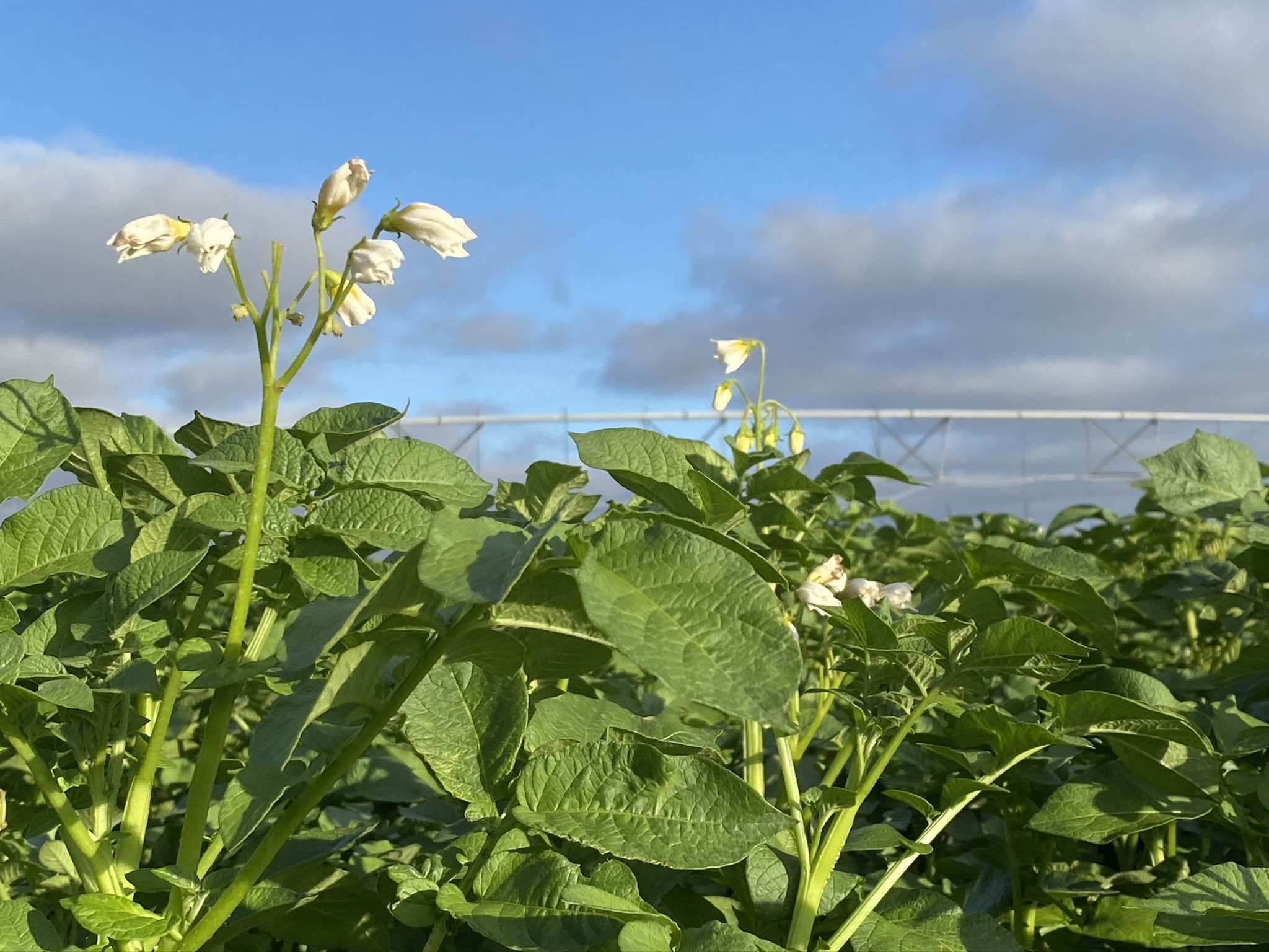 Planta de papa en flor