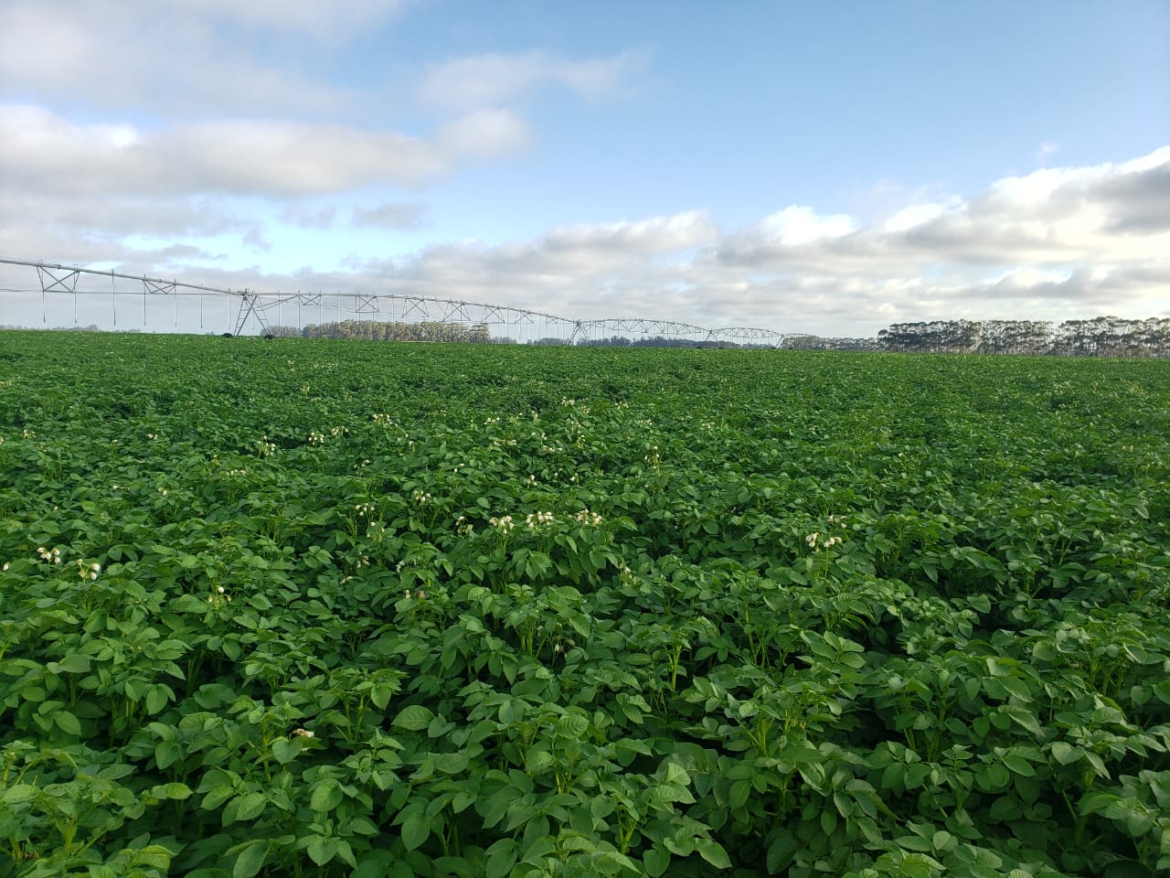 Cultivo extensivo de papa